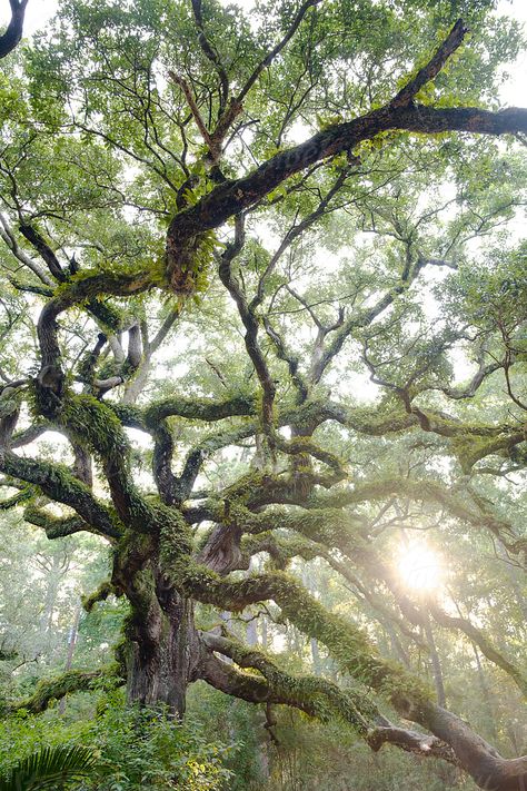 A southern live oak tree hundreds of years old in an old growth nature forest in Ocean Springs, Mississippi. Live Oak Art, Oak Tree Aesthetic, Friendship Questionnaire, Willow Tree Lights, Oak Tree Wallpaper, Southern Live Oak Tree, Oak Aesthetic, Tree Branch Light, Willow Tree Branch