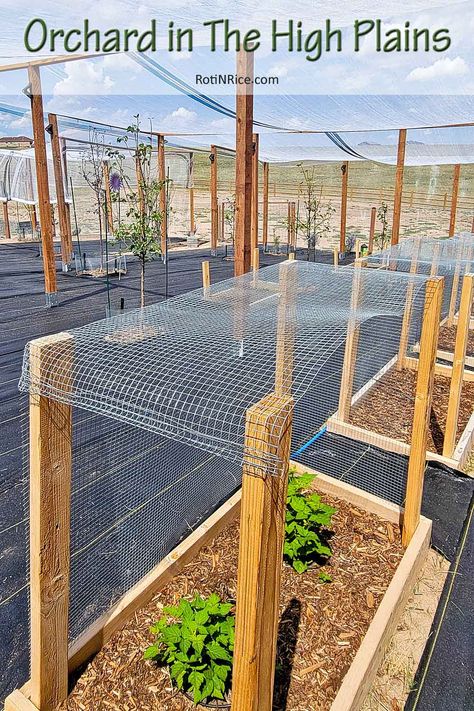 Our Orchard in The High Plains with hardy fruit trees and berry bushes. Orchard Layout, Horse Fencing, Berry Bushes, Summer Storm, Hail Storm, Variety Of Fruits, Fruit Tree, Strong Wind, Mountain House