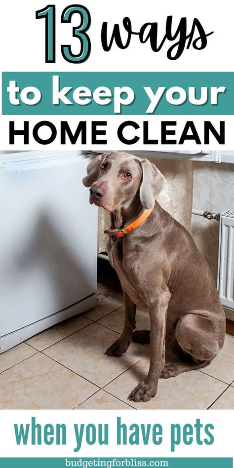 How To Keep House Clean With Dogs, Cleaning With Pets, Easy House Cleaning Schedule, House Schedule, Easy House Cleaning, Cleaning Organization, 2023 Goals, Multiple Dogs, Homemade Cleaning