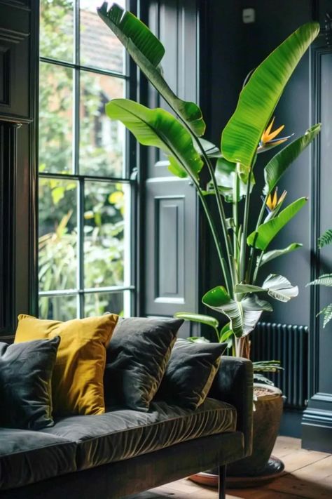 Transform your living space into a haven of luxury with these 12 stunning indoor plants. From the elegant Fiddle Leaf Fig to the exotic Monstera, discover how to elevate your home's ambiance and style effortlessly. Perfect for any decor enthusiast looking to add a touch of nature's sophistication. #LuxuryIndoorPlants #HomeDecor #ElegantInteriors Indoor Plants Living Room Ideas, Botanical Home Decor Living Room, Interior Plant Decor, Indoor Birds Of Paradise, Elegant Indoor Plants, Indoor Plants In Living Room, Modern Hawaiian Interior Design, Large Indoor Plants Living Rooms, Living Rooms With Plants