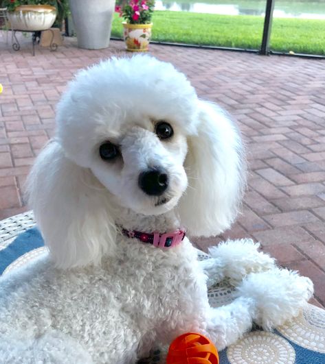 Jolie 4/23/18 French Puddle, Toy Poodle Haircut, Poodle Hair, Poodle Haircut, Poodle Cuts, French Poodle, Toy Poodles, White Poodle, Puppy Cut