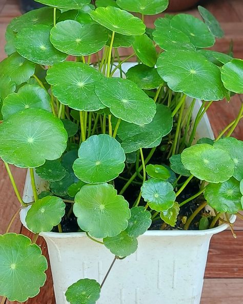 Embrace the simplicity of the pennywort plant, for within its unassuming leaves lies a profound lesson on tenacity and adaptability. #plantlife #plantsofinstagram #urbanjungle #houseplants #indoorplants #pennywort #creepingjenny #cotula #waterplant #embracesimplicity #lessismore #natureinspired #resilience #adaptability #plantparenthood #planttherapy #plantlady #plantlifegoals #greenthumb Pennywort Plant, Plants House, Creeping Jenny, Plant Therapy, Plant Lady, Water Plants, Urban Jungle, Less Is More, Plant Life