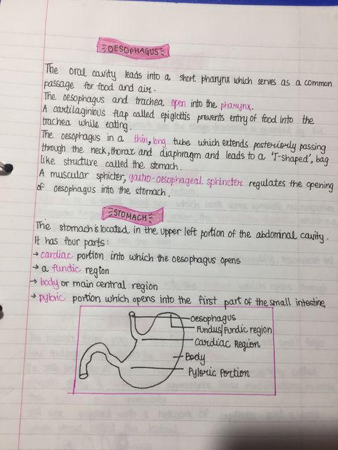 Health Class Notes Aesthetic, Class 11 Biology Notes Digestion And Absorption, Digestion And Absorption Neet Notes, Nutrition Notes Aesthetic, Digestive System Notes Aesthetic, Alevel Biology, Class 11 Biology Notes, Zoology Notes, Extra Knowledge