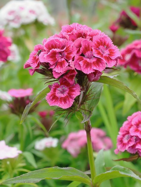 Pink Sweet William flowers Sweet William Flowers, Fresh Crop, Dianthus Flowers, 10 Flowers, Spending Time In Nature, Early Spring Flowers, Hydrangea Garden, Flowers Gardening, Time In Nature