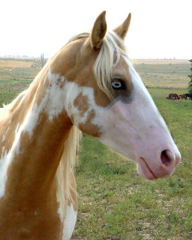 Paint horse: the only thing I like better than palominos and paints is...a palomino paint. Especially in the overo pattern. Blue eyes! Paint Horses, Palomino Paint Horse, Paint Horses For Sale, Capricorn Szn, Kwpn Horse, Aesthetic Horses, Side View Of Face, Palomino Horses, Painting Horse