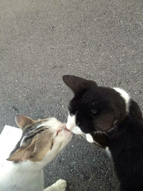 Two Cats, Kiss, White, Black