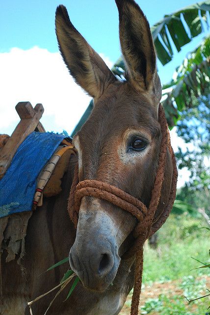 Beautiful eyes... Mules Animal, Hee Haw, Cute Donkey, Soft Eyes, A Donkey, Horses And Dogs, The Donkey, Things I Love, Donkeys