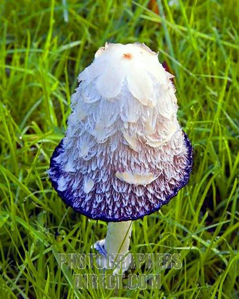 A beautiful and mysterious white and purple colored cap mushroom.  #mushrooms #relaxing #naturephotography #naturelover #naturalbeauty #art #beauty #beautiful Mushroom Pictures, Plant Fungus, Theme Nature, Mushroom Fungi, Arte Inspo, Wild Mushrooms, Mushroom Art, Cool Plants, Plant Life