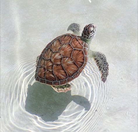 #sea #turtle #seaturtle Sea Turtle Wallpaper, Kawaii Turtle, Turtle Wallpaper, World Oceans Day, Turtle Images, Save The Sea Turtles, Turtle Conservation, Cutee Animals, Aquatic Turtles