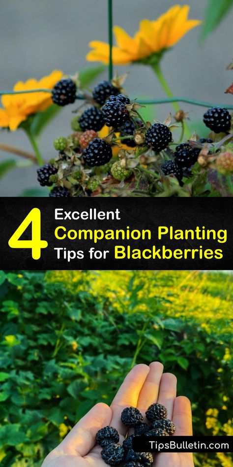 Blackberry Bushes Care How To Grow, Blackberry Bushes Growing, Planting Blackberry Bushes, Propagating Blackberry Plants, Growing Blackberries In Containers, Blackberry Plants How To Grow, Blackberry Orchard, Blackberry Companion Plants, Blackberry Propagation