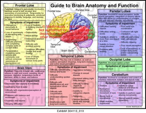 Guide to Brain Anatomy and Function Brain Anatomy And Function, Brain Lobes, Human Brain Anatomy, Brain Models, Occipital Lobe, Brain Facts, Medical Student Study, Brain Anatomy, Brain Stem