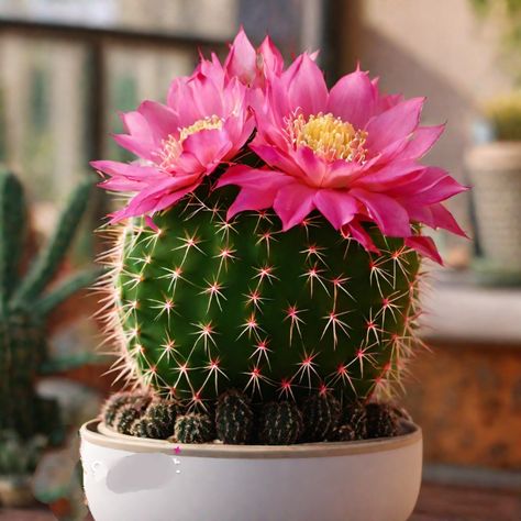 Cactus Reference, Cactus With Pink Flower, Cactus With Flowers, Cacti Flowers, Pretty Cactus, Odyssey Art, Round Cactus, Cactus Images, Art For Walls