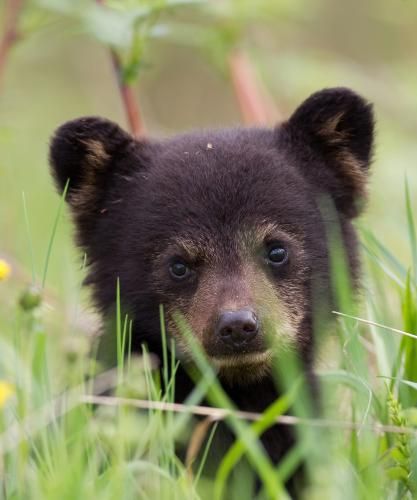 Black Bear Cub, Canadian Wildlife, Bear Paintings, Bear Photos, Photo Club, Animal Antics, Bear Pictures, Bear Cub, Photo Of The Day