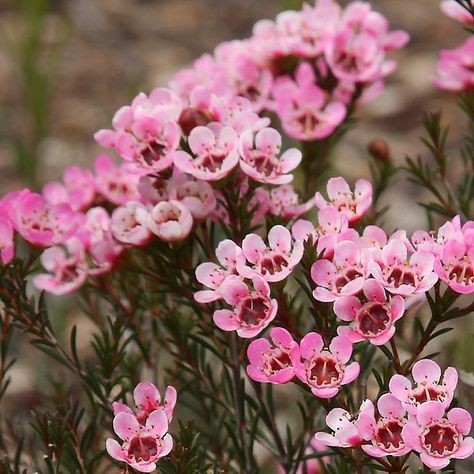 Waxflower Geraldton Wax Flower, Wax Flower, Scientific Name, Australian Native, Seeds, Wax, Flowers, Pink