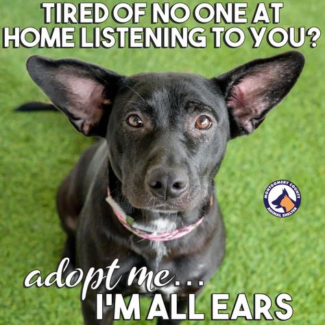 Rescue Dog Quotes Adoption, Animal Shelter Decor, Animal Shelter Social Media Ideas, Animal Shelter Social Media, Dog Rescue Fundraising Ideas, Dogs Social Media, Adoption Event Ideas, Shelter Dog Quotes, Animal Shelter Quotes