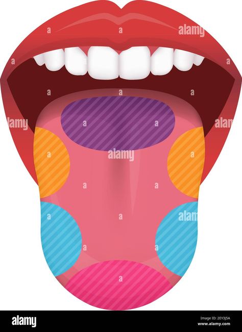 Download this stock vector: Taste areas of human tongue vector illustration - 2EY3J5A from Alamy's library of millions of high resolution stock photos, illustrations and vectors. Tongue Illustration, Human Tongue, Stock Vector, Vector Images, Vector Illustration, High Resolution, Resolution, Stock Photos, Illustrations