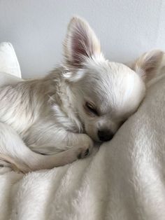 Psy Chihuahua, Pinterest Cute, White Chihuahua, Emotional Support Dog, Support Dog, Teacup Chihuahua, Cute Chihuahua, Pretty Princess, Chihuahua Love