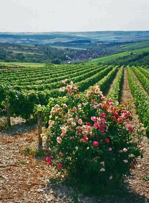 Vineyard Layout, Paktia Afghanistan, Space Landscape, Summer Wines, Montepulciano, Countryside House, Rural Life, Wine Region, Saint Martin