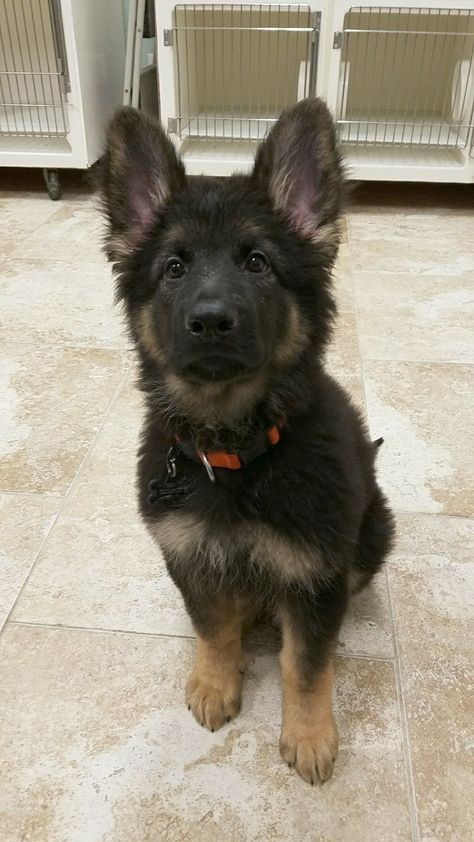 Our little handsome Bear! Dogs Things, Dogs Training, Doberman Puppy, German Shepards, Plush Coat, Dog Ideas, Coban, Shepherd Dogs, Dog Activities