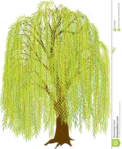 Willow Illustration, Tree Vector Illustration, Willow Trees, Weeping Willow Tree, Tree Vector, Willow Leaf, Weeping Willow, Tree Illustration, Willow Tree