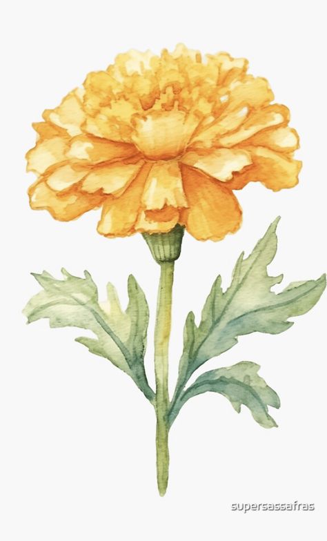 A watercolor design for a marigold flower Watercolour Marigold Flower, Vintage Marigold Illustration, Indian Flower Illustration, Drawing Marigold Flowers, Marigold Flower Watercolor, Marigold Flower Sketch, Marigold Painting Easy, Marigold Illustration Indian, Marigold Watercolor Painting