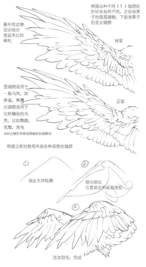 Bow Poses, Winged People, Anatomy References, Wings Drawing, Animal Anatomy, Wings Art, Body Reference Drawing, Lips Drawing, Beautiful Illustration