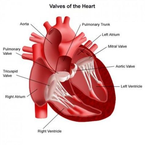 Structure and actions: LOCATION:- The heart of humans is located in the chest cavity.The heart is enclosed in a double membranous sac-the pericardial cavity,which contains the pericardial fluid.Pericardium protects the heart,prevents it from over... Cardiac Cycle, Tricuspid Valve, Heart Diagram, Penyakit Jantung, Mitral Valve, Heart Valves, The Human Heart, Heart Anatomy, Congenital Heart Defect