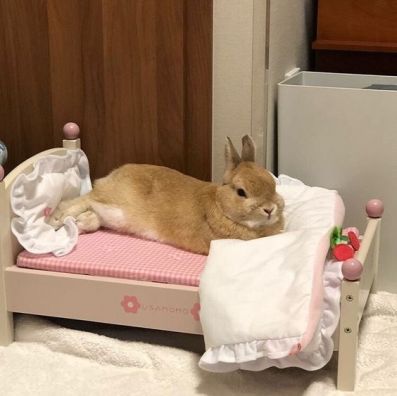 Bunny Beds, Bunny Room, Pet Bunny Rabbits, Bunny Care, Bunny Cages, Bunny Pictures, Pet Bunny, Pets 3