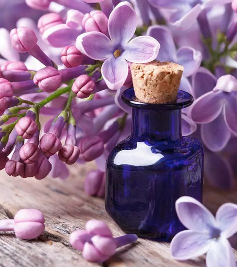 8 Amazing Benefits Of Lilac Essential Oil Lilac Essential Oil, Tinctures Recipes, Syringa Vulgaris, Crop Production, Clary Sage Essential Oil, Sage Essential Oil, Oil Benefits, Lilac Flowers, Sweet Fragrances