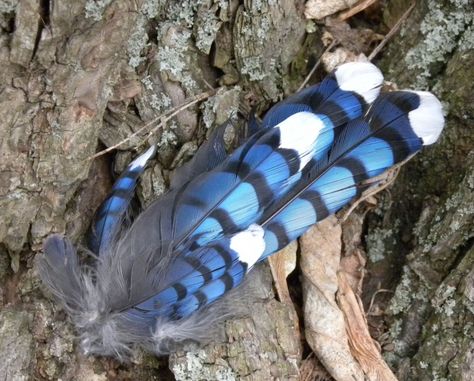 Blue Jay feathers Butterfly Museum, Blue Jay Feather, Jay Feather, Blue Sargent, Winged Girl, Blue Jay Bird, Jay Bird, Native American Crafts, Space Pirate