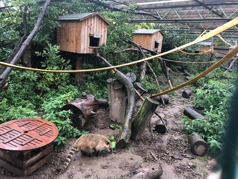 Coati Enrichment, Serval Enclosure, Lemur Enclosure, Monkey Enclosure, Zoo Enclosures, Zoo Exhibit, Zoo Boo, Prehistoric Planet, Animal Enclosures