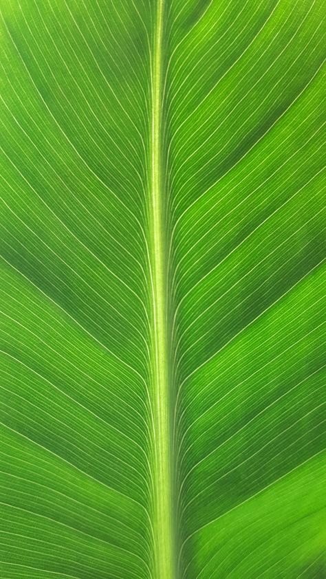 Banana Leaf Texture, Banana Leaf Background, Green Core, Photo Macro, Plant Logos, Banana Tree, Food Graphic Design, Leaf Texture, Fruit Plants