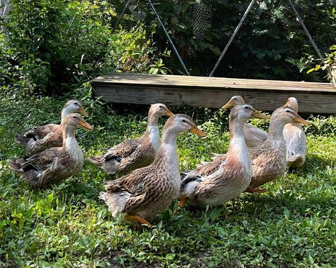 Silver Appleyard Duck - The Livestock Conservancy Silver Appleyard Ducks, Appleyard Ducks, Duck Reference, Duck Breeds, Raising Ducks, Goat Yoga, Egg Production, Farm Lifestyle, V Cute