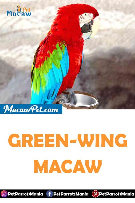 They are good pets but very challenging; only experienced persons can handle them. Hahn’s macaw, Yellow Coloured macaw, Scarlet macaw, Hyacinth macaw, and Blue macaws are good pets. Almost all of these breeds are very friendly. But the Hyacinth macaws are the most pleasant among all other macaws. They give an excellent response to training and need more attention from their owner. They are highly interactive. But they need time to train and make bonding with their owner. Blue Macaws, Hyacinth Macaw, Scarlet Macaw, Blue Macaw, Colorful Parrots, Nuts And Seeds, Eat Fruit, Long Tail, Fruits Vegetables