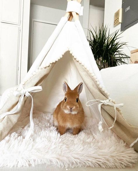 Bunny Toys House Rabbit, Bunny Set Up Indoor Diy, Rabbit Homes Indoor, Bunny Teepee, Bunny Cages In Bedroom, Bunny Set Up Indoor Cute, Bunny Room Indoor Rabbit, Bunny Room Ideas, Indoor Bunny House