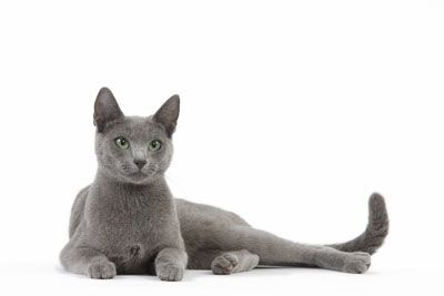 Russian Blue Nebelung Cat, Best Cat Breeds, Nebelung, Ocicat, Pet Sweaters, Cat Anatomy, Cornish Rex, Cat Reference, Russian Blue Cat