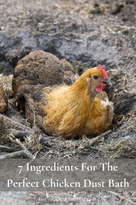 Chicken Dirt Bath Ideas, Dirt Bath For Chickens, Diy Dust Bath For Chickens, Chicken Dirt Bath, Diy Chicken Dust Bath, Diy Dust Bath, Chicken Dust Bath Ideas, Chicken Dust Bath, Chicken Bath