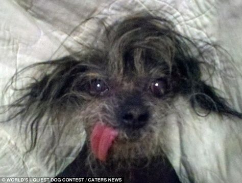 Could Boolah's uncontrollable tongue sway the judges to pick up the top prize? world's ugliest dog Ugliest Dog, Silly Animal Pictures, World Ugliest Dog, Dog Contest, Rat Dog, Chinese Dog, Ugly Dogs, Mean Cat, Retirement Home