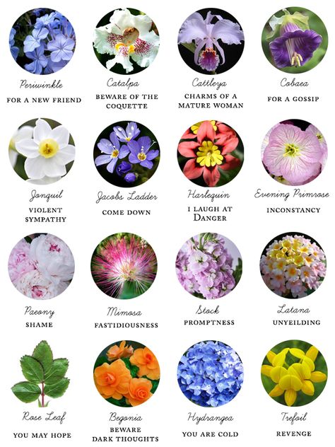 Primrose Flower Meaning, Talking Flowers, Flower Symbolism, Flying Flowers, Jacob's Ladder, Flower Meanings, Rose Leaves, Evening Primrose, Beautiful Gifts