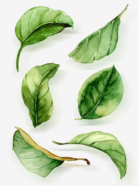 watercolor clipart,leaf,green leaf,lacewatercolor,hand,decorate,green,Watercolor clipart,leaves clipart Leaves Drawing Watercolor, Foliage Drawing Leaves, Water Colour Leafs, How To Paint Leaf, Different Leaves Drawings, Green Leaf Art, Painting Leaves Watercolor, How To Paint Leaves Watercolor, How To Draw Leaf