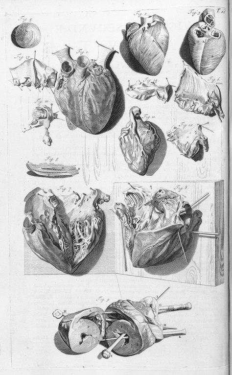 Physiologic Dead Space Human Heart Illustration, Heart Anatomy Drawing, Anatomy Of The Heart, Anatomical Heart Drawing, Cardiac Anatomy, Human Heart Drawing, Diagram Illustration, A Human Heart, Anatomy Heart