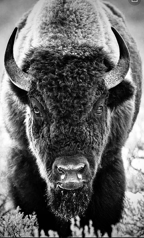 Realistic Buffalo Tattoo, American Buffalo Tattoo, Buffalo Head Tattoo Traditional, White Buffalo Tattoo, Buffalo Head Tattoo, Bison Tattoo Ideas, Buffalo Tattoos, Bison Wallpaper, Bison Tattoo