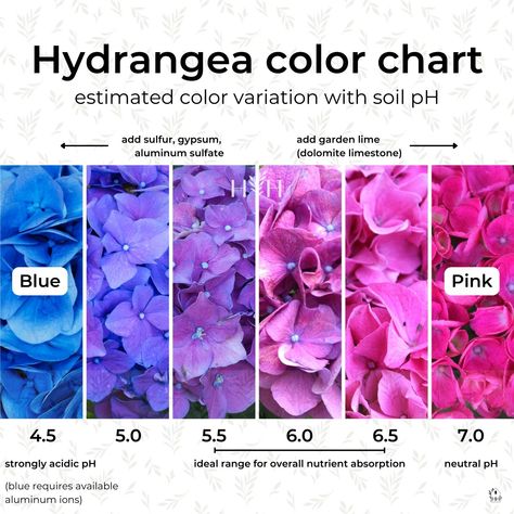 Types Of Hydrangeas, Blue Hydrangea Flowers, Hydrangea Colors, Hydrangea Care, Growing Hydrangeas, Hydrangea Garden, Hydrangea Not Blooming, Hydrangea Macrophylla, Planting Hydrangeas