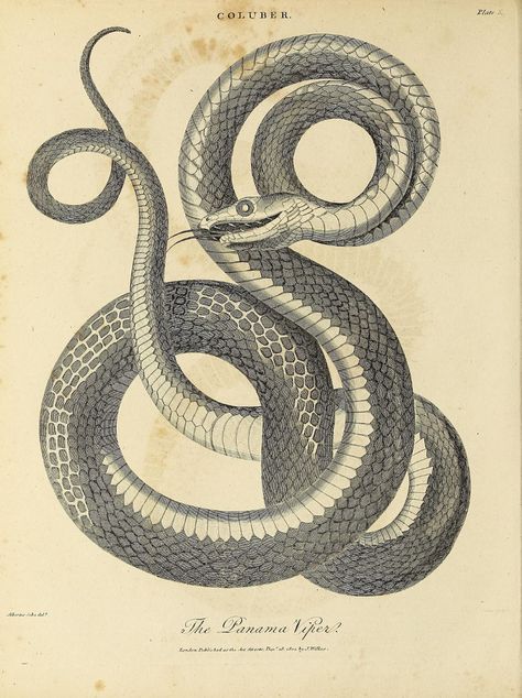 n933_w1150 | Encyclopaedia londinensis, or, Universal dictio… | Flickr Pictures Of Reptiles, Snake Illustration, Insect Tattoo, Arte Peculiar, Intricate Tattoo, Snake Art, Snake Tattoo, Scientific Illustration, Medieval Art