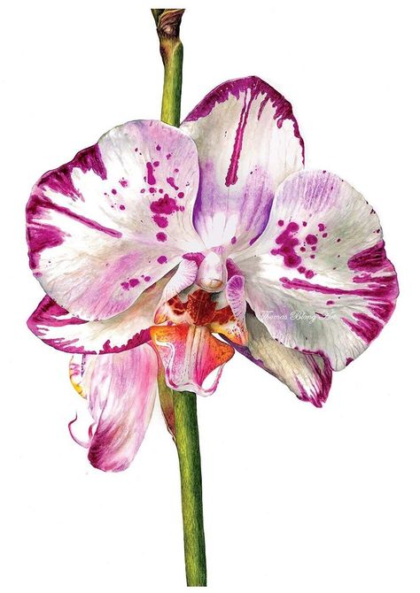 Orchid Drawing Watercolor, Asian Flower Art, Watercolor Orchids Painting, Orchid Reference, Watercolour Orchid, Painting Of Orchids, Orchid Watercolor Painting, Pink Watercolor Painting, Orchid Watercolor