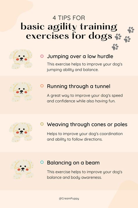 4 tips for basic agility training exercise for dogs😍 Exercise For Dogs, Dog Agility Training, Dog Agility Course, Agility Training For Dogs, Service Dog Training, Dog Sports, Basic Dog Training, Dog Potty Training, Dog Exercise