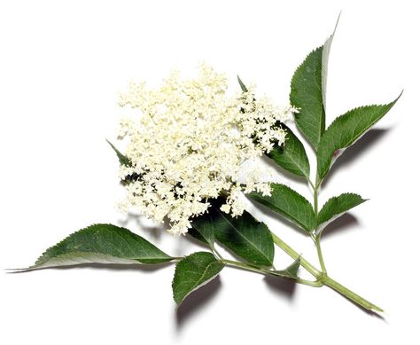 Berry Illustration, Elder Flower, Sambucus Nigra, The Flowers, Berry, Medicine, Royalty Free Stock Photos, Herbs, Stock Images