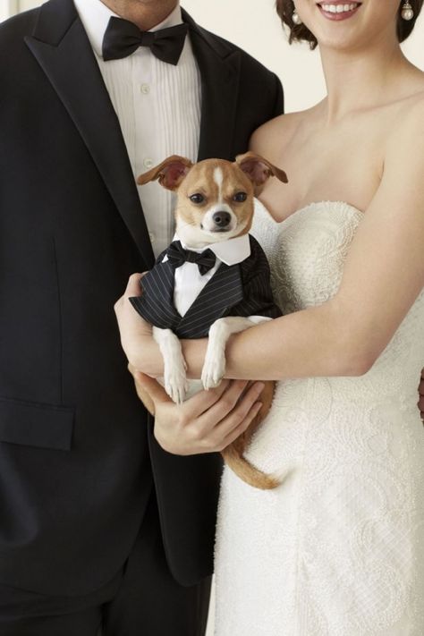 Wedding Pets, Dog Wedding, Portraits From Photos, Cat Portraits, Dog Dresses, Photo Contest, Wedding Attire, Dog Accessories, Dog Friends