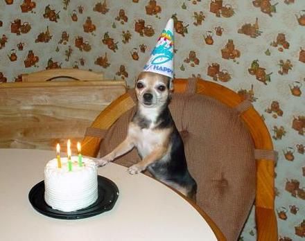 Chihuahua with Birthday Cake Dog With Birthday Hat, Happy Birthday Dog Lover, Happy Birthday Chihuahua, Deer Head Chihuahua, Chihuahua Birthday, Chihuahua Pictures, Types Of Chihuahua, Animal Party Hats, Apple Head Chihuahua