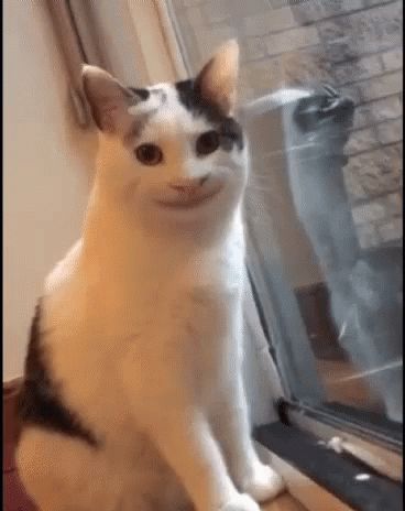 Smiling Cat Creepy Cat GIF - SmilingCat CreepyCat Cat - Discover & Share GIFs Polite Cat, Animal Captions, Funny Cat Faces, Cute Cat Memes, Creepy Cat, Smiling Cat, Cute Animal Memes, Image Chat, Funny Animal Memes